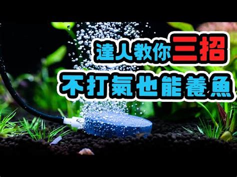 氧氣珠養魚|養魚可否不用氧氣泵